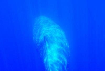 Balene in mostra a Napoli
